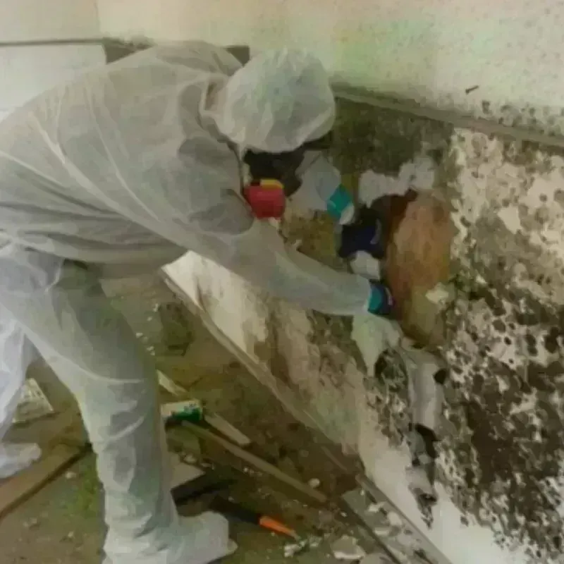 Mold Remediation and Removal in Greene County, NC